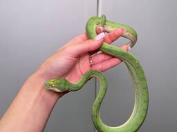 Зеленый древесный питон, яркая интересная змея