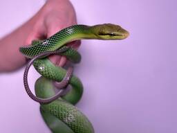 Зелений полоз, смарагдовий полоз, ганіозома, червонохвостий полоз