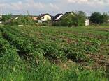 Земельна ділянка вул. Українська с. Агрономічне - фото 2