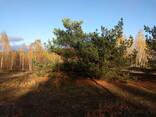 Земельный участок под садоводчество и постройку дома в с. , Дружня - фото 7