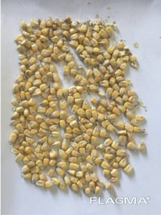 Зерно товарной кукурузы