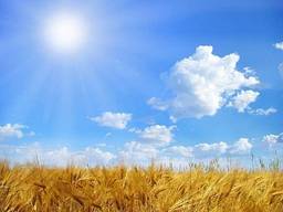 Зерновые, бобовые, масличные культур 2022