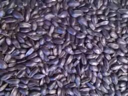 Зерновые с/х культуры, масличные и бобовые