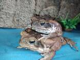 Жаба Ага или тростниковая жаба, разного возраста