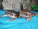 Жаба Ага или тростниковая жаба, разного возраста