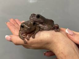 Жабка австралійська квакша - блакитна квакша