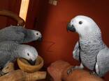 Жако молодые птенцы для разговора мальчики и девочки - фото 2