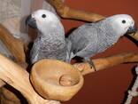 Жако молодые птенцы для разговора мальчики и девочки - фото 3