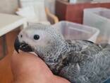 Жако. Ручные малыши выкормыши. Птица. Птенец - фото 3