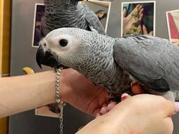 Жако ручний розумний папуга