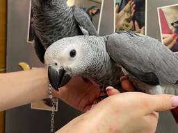 Жако, сірий африканський жако