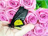 Живая бабочка Птицекрылка-лучший подарок ребенку! - фото 1
