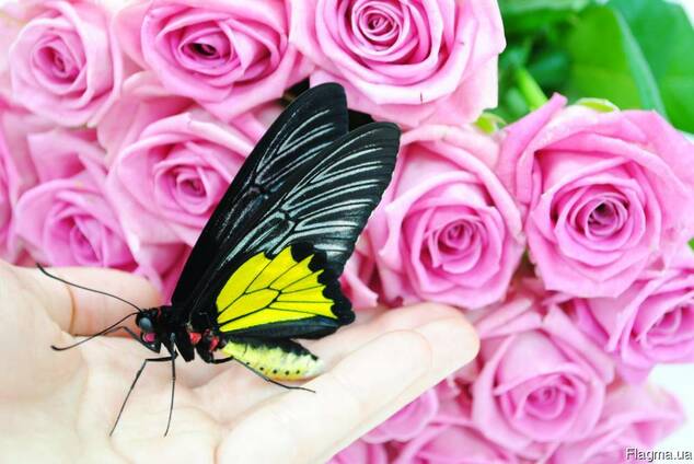 Живая бабочка Птицекрылка-лучший подарок ребенку!