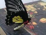 Живая бабочка Птицекрылка-лучший подарок ребенку! - фото 7