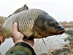 Живая товарная рыба: карп (зеркальный), белый амур, толстоло