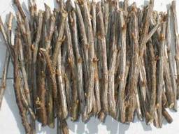 Живці смородини чорної у чорну п'ятницю!