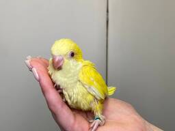 Жовтий малюк каліта Монах хлочик і дівчинка, від 1,5місяців