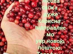 Журавлина клюква