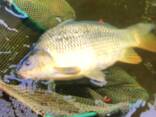 Жива риба - фото 2