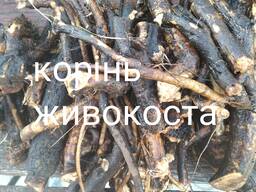 Корень живокоста корень ятришника