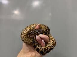 Змея парагвайская анаконда, карликова анаконда