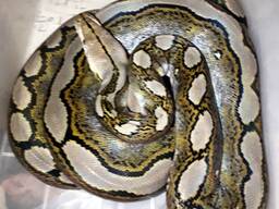 Змея питон сетчатый самец, больше 2 м