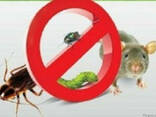 Знищення шкідливих комах тарганів, харчової молі, клопів - фото 3
