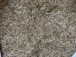 Золототысячник трава