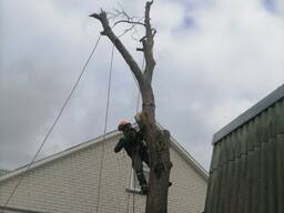 Зрізання дерев