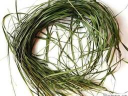 Зубровка душистая (трава)