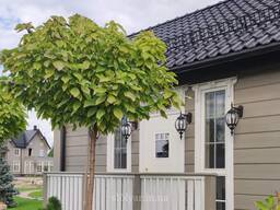 Зведення каркасних споруд, монтаж терас, сходів, огорож