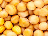 Зимуючий жовтий горох ФЕРО, 1 репродукція - фото 1