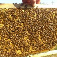 Омельченко Руслан