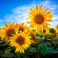 Оксана Владимировна