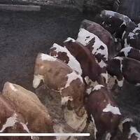 Подшивалова Євгенія Юріївна