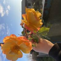 Коренкова Анжеліка Василівна