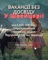 Заграничный Агрегатор, ДП